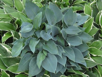 Hosta 'Halcyon'