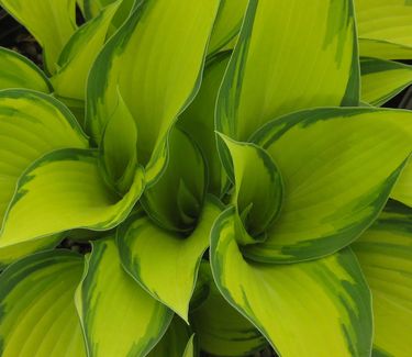 Hosta 'June'