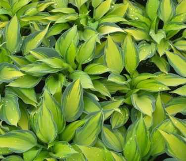 Hosta June