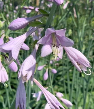 Hosta 'Krossa Regal'