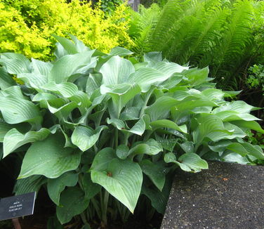 Hosta Krossa Regal 