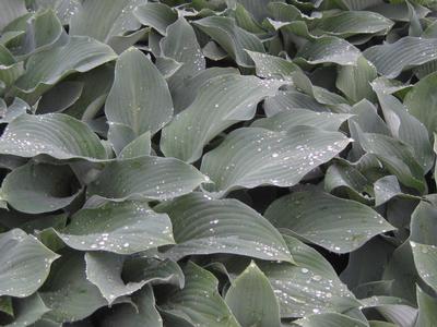 Hosta Krossa Regal