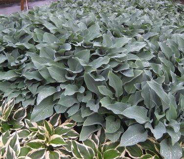 Hosta 'Krossa Regal' 