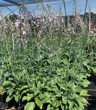 Hosta 'Krossa Regal' - Plantain Lily from Pleasant Run Nursery