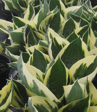 Hosta Patriot