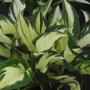 Hosta Fire and Ice