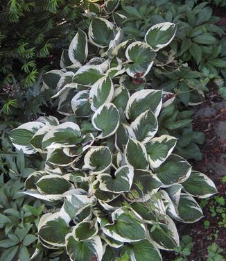 Hosta Patriot