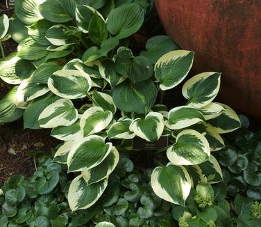 Hosta Patriot (@ NYBG)