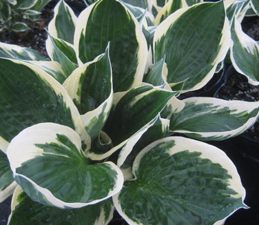 Hosta 'Patriot' 