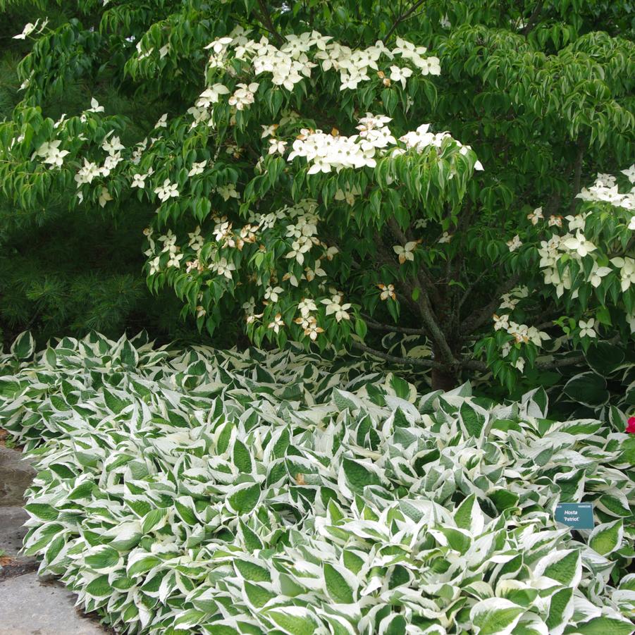 Hosta Patriot