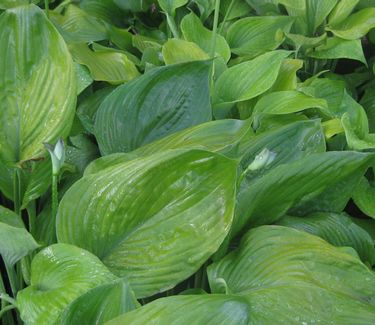 Hosta Sum and Substance