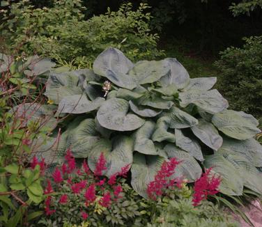 Hosta sieboldiana Elegans