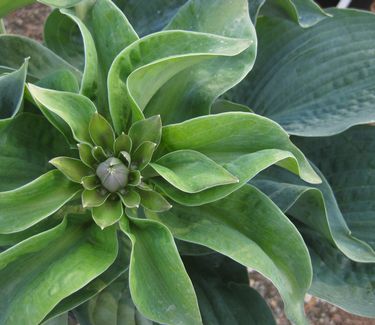 Hosta sieboldiana 'Elegans' 