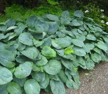 Hosta sieboldiana Elegans (Stonecrop)