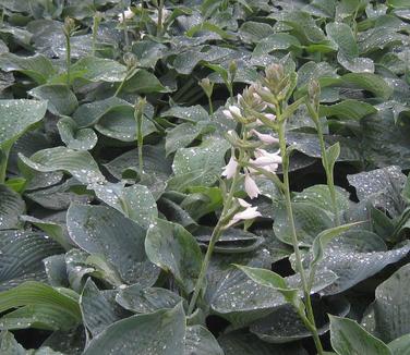 Hosta sieboldiana 'Elegans'