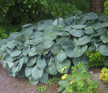 Hosta sieboldiana Elegans (Stonecrop)