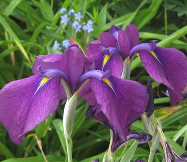 Iris ensata Variegata - Variegated Japanese Iris