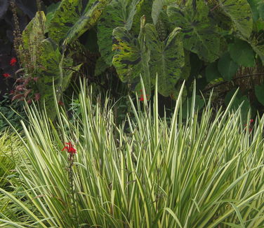 ris ensata Variegata - Variegated Japanese Iris