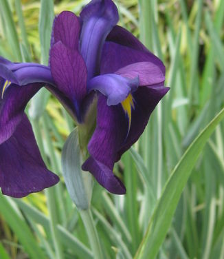 Iris ensata Variegata