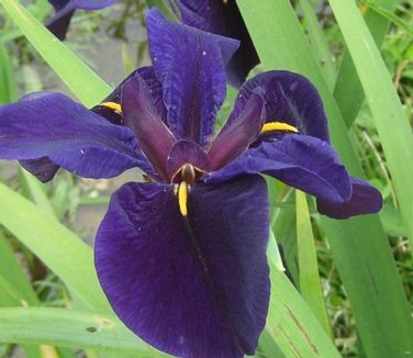 Iris louisiana Black Gamecock