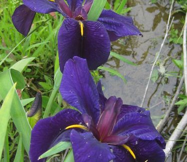 Iris louisiana Black Gamecock - True Water Iris