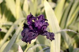 Iris germanica Superstition