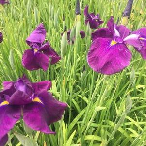 Iris ensata Cry of Rejoice