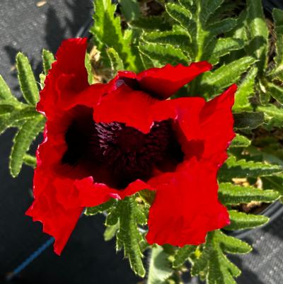 Papaver oriental Beauty of Livermore