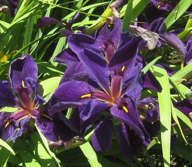 Iris louisiana Black Gamecock - True Water Iris