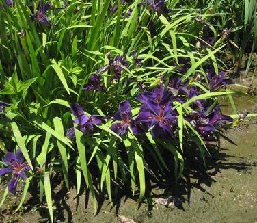 Iris louisiana Black Gamecock - True Water Iris