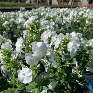 Phlox paniculata Luminary® 'Backlight'