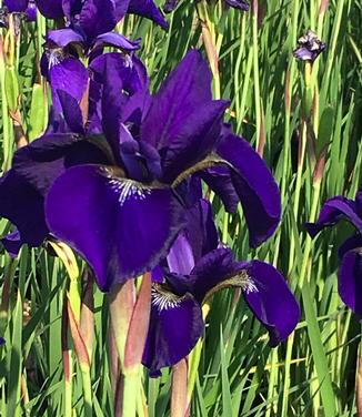 Iris sibirica Caesar's Brother