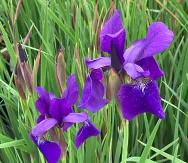 Iris sibirica Caesar's Brother