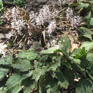 Pachysandra procumbens 