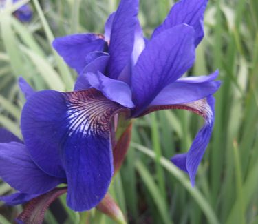 Iris sibirica 'Caesar's Brother' 