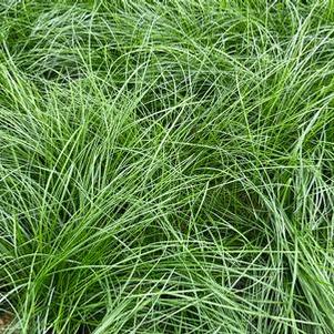 Festuca rubra 