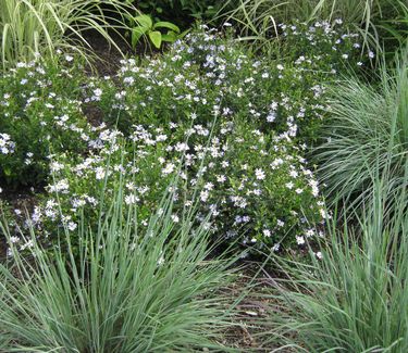 Kalimeris incisa Blue Star - Japanese Aster