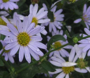 Kalimeris incisa 'Blue Star' - Japanese Aster 