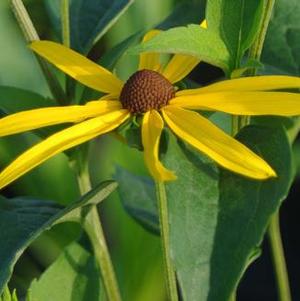 Rudbeckia subtomentosa 