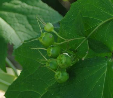 Kirengeshoma palmata fruit (@ Scott Arb)