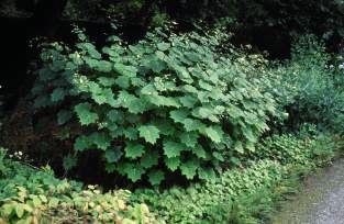 Kirengeshoma palmata - Yellow Waxbells