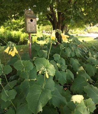 Kirengeshoma palmata - Yellow Waxbells