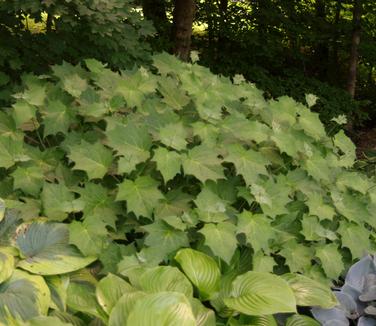 Kirengeshoma palmata