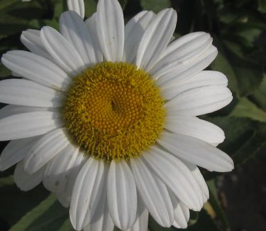 Leucanthemum x superbum 'Becky'