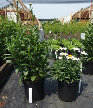 Leucanthemum x superbum Becky (on left) Snowcap (on right)