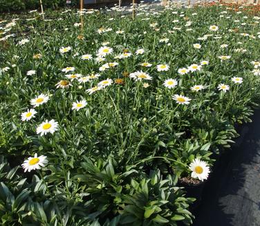 Leucanthemum x superbum Becky