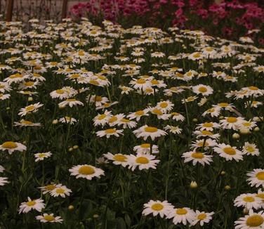 Leucanthemum x superbum Becky