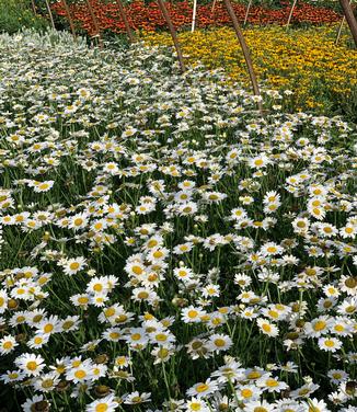 Leucanthemum x superbum 'Becky' - Shasta Daisy from Pleasant Run Nursery