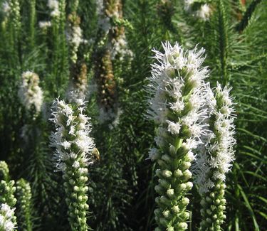 Liatris spicata Floristan White - Gayfeather 