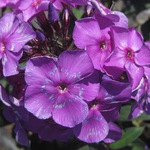 Phlox paniculata Blue Paradise